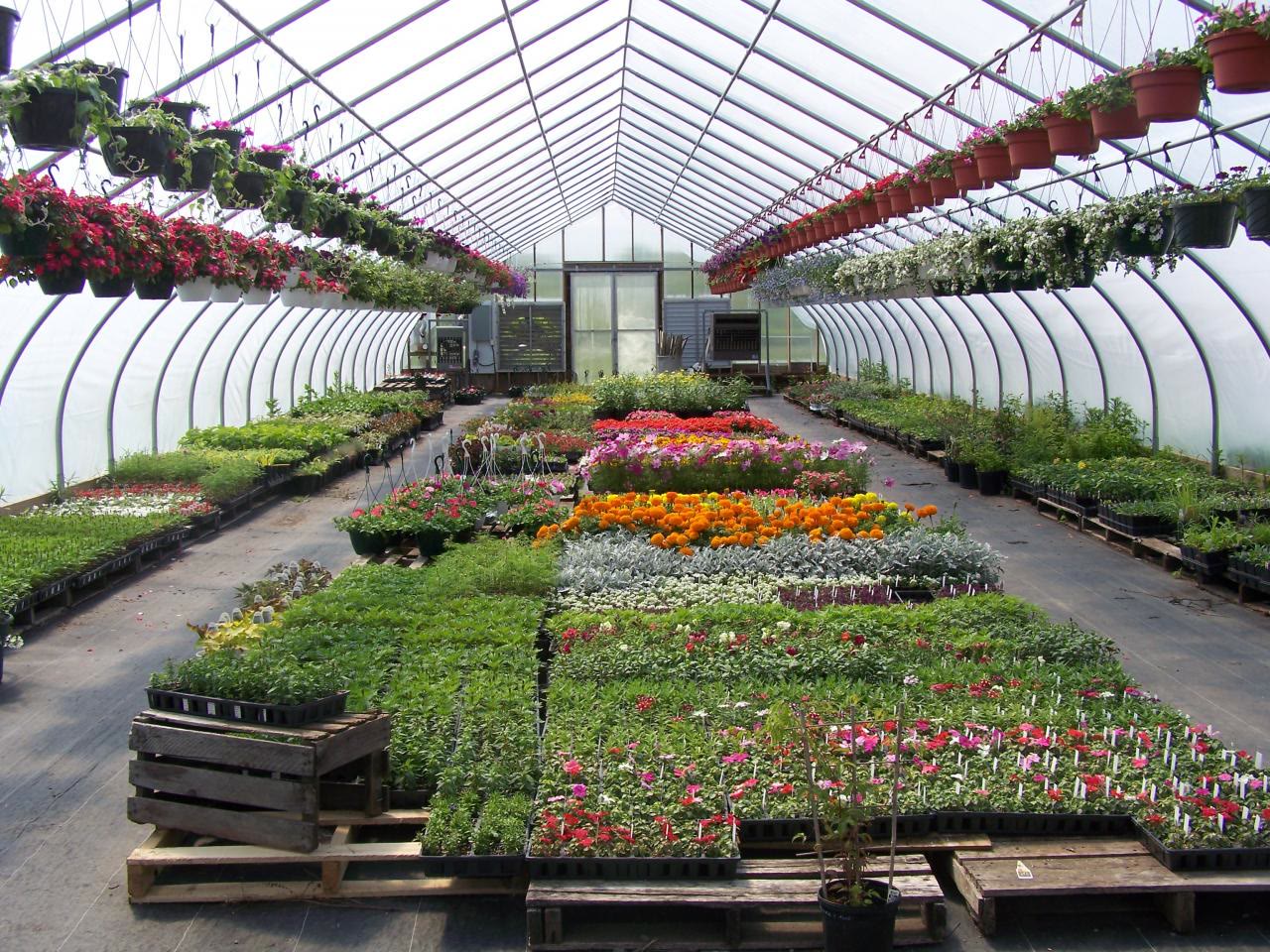 The greenhouse aisle lined with flats of bedding plants