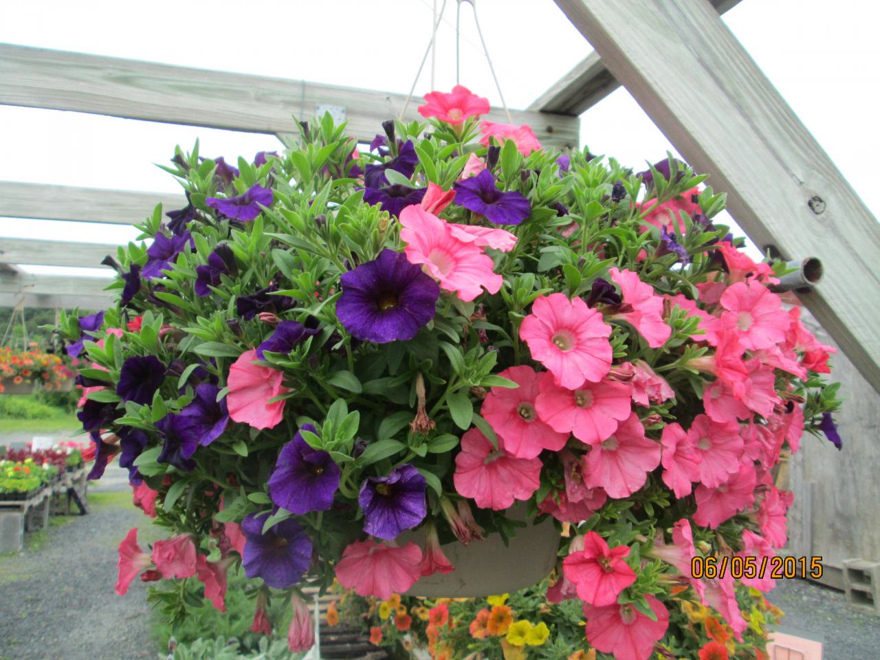 A hanging basket of petunias in purple and pink