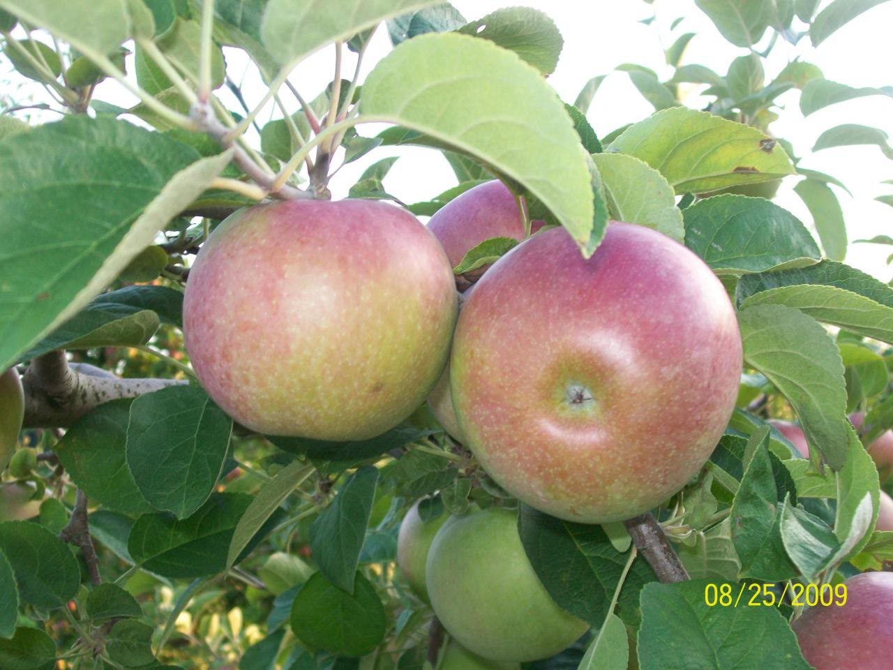 Apples ripening on the branch