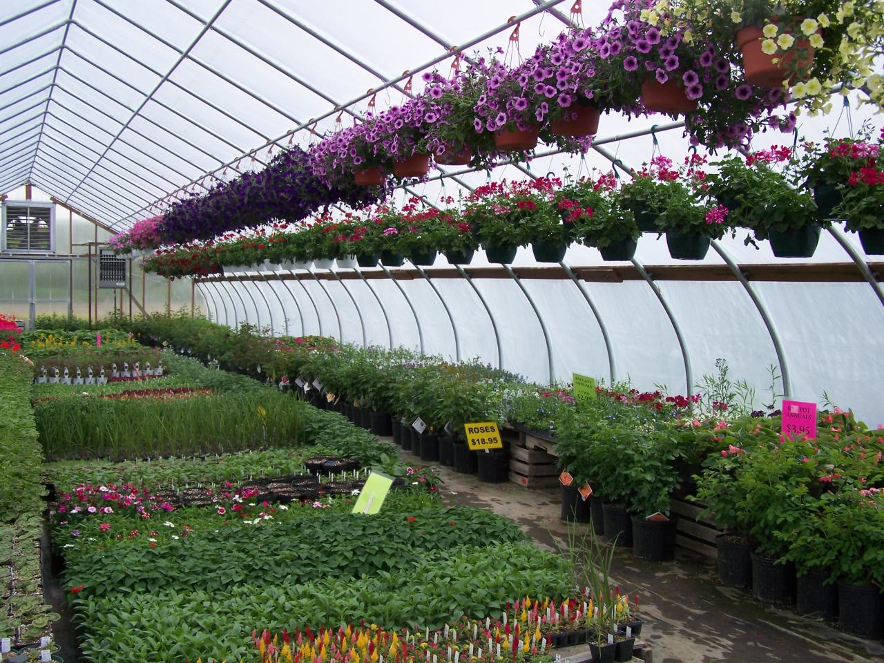 Inside a long greenhouse, hanging baskets overhead and benches of plants below