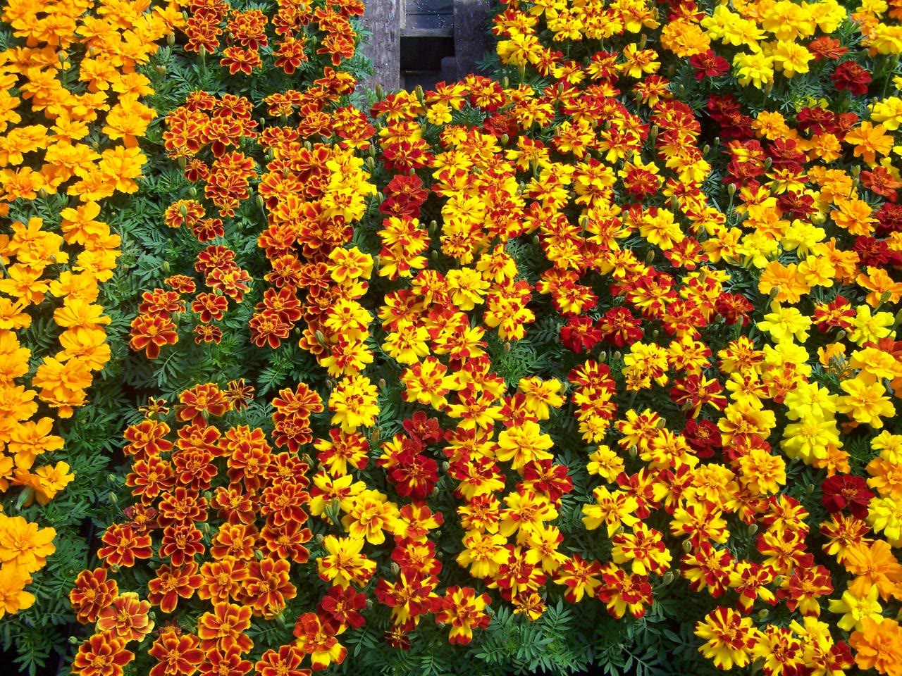 A bank of orange and yellow marigolds