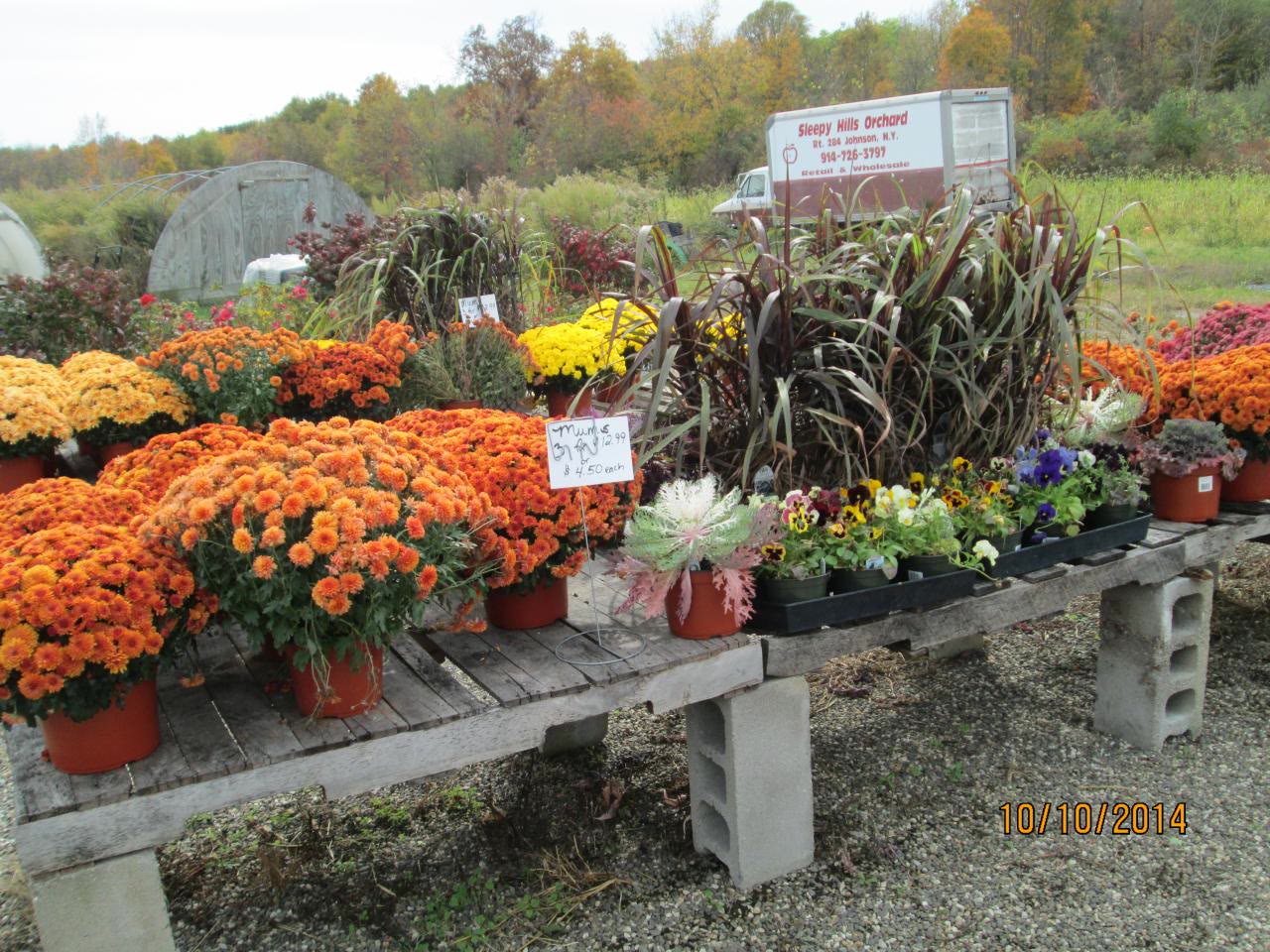 Tables of orange and yellow mums with corn stalks beside them
