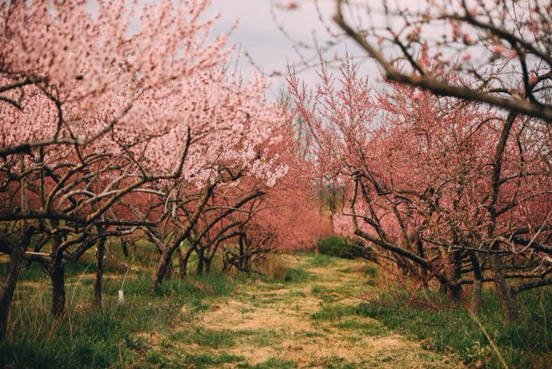 An orchard lane under pink peach blossom