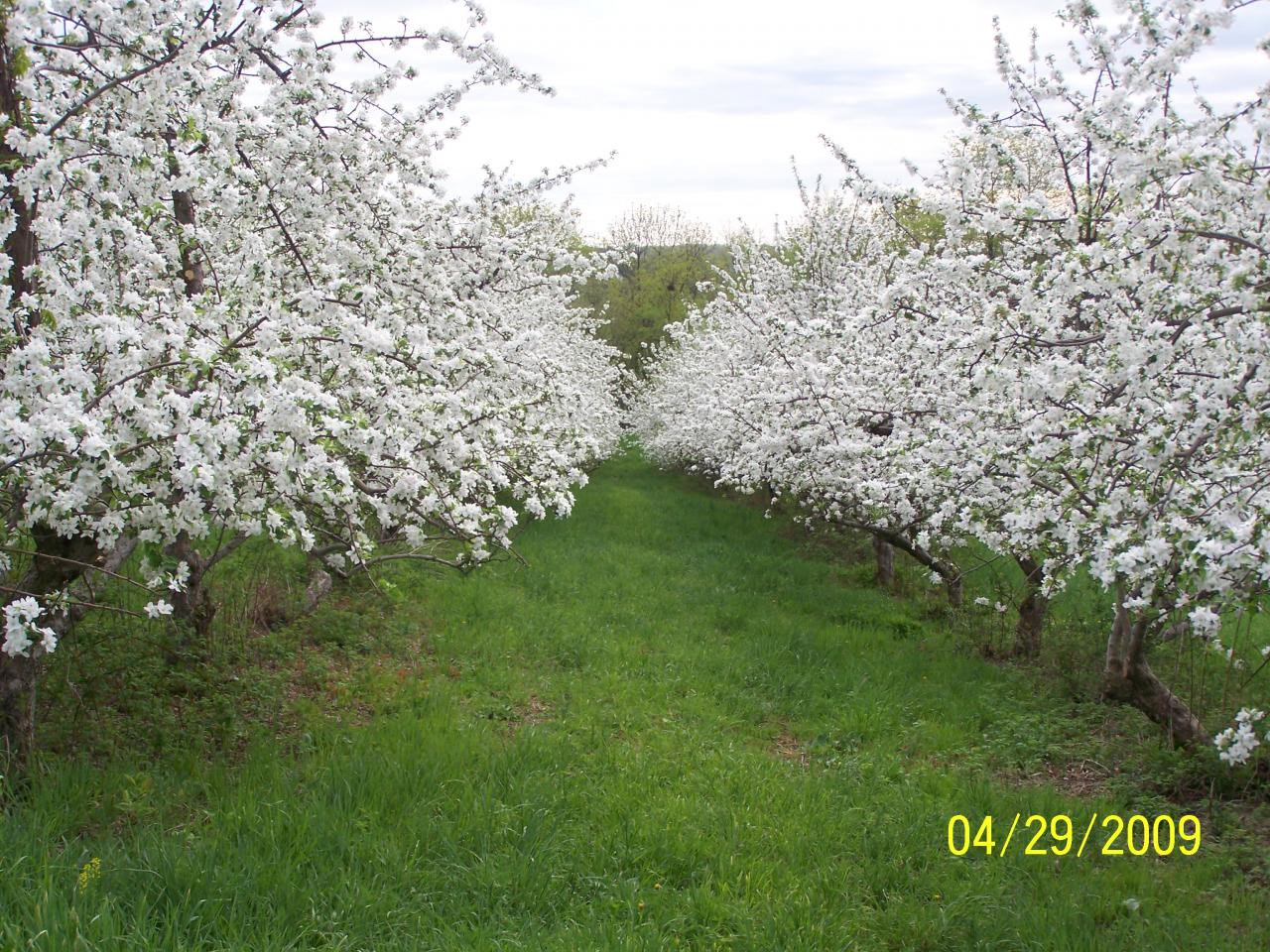 Rows of apple trees in full white blossom with a grass lane between them